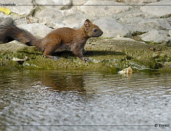 Animali 147